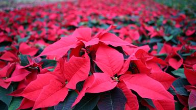 Weihnachtssterne: Der Anbau geht auch umweltfreundlich