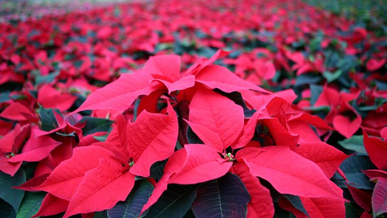 Ein Feld voller Weihnachtssterne in einer Gärtnerei.