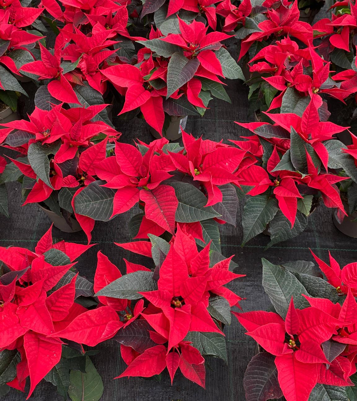 Weihnachtssterne von oben fotografiert