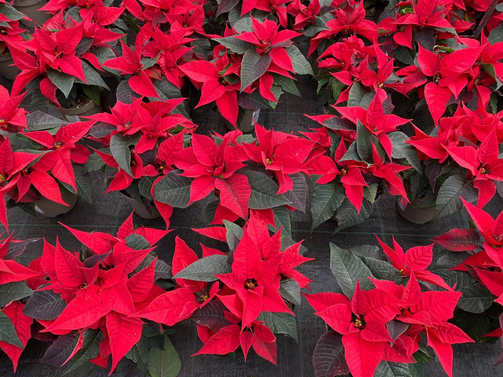 Weihnachtsstern-Pflege: Tipps zum Gieen, Zurckschneiden und Co.