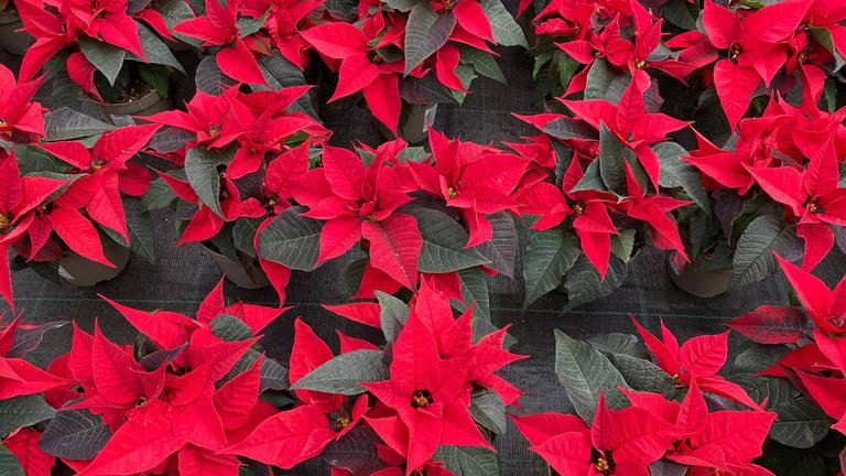 Weihnachtssterne von oben fotografiert