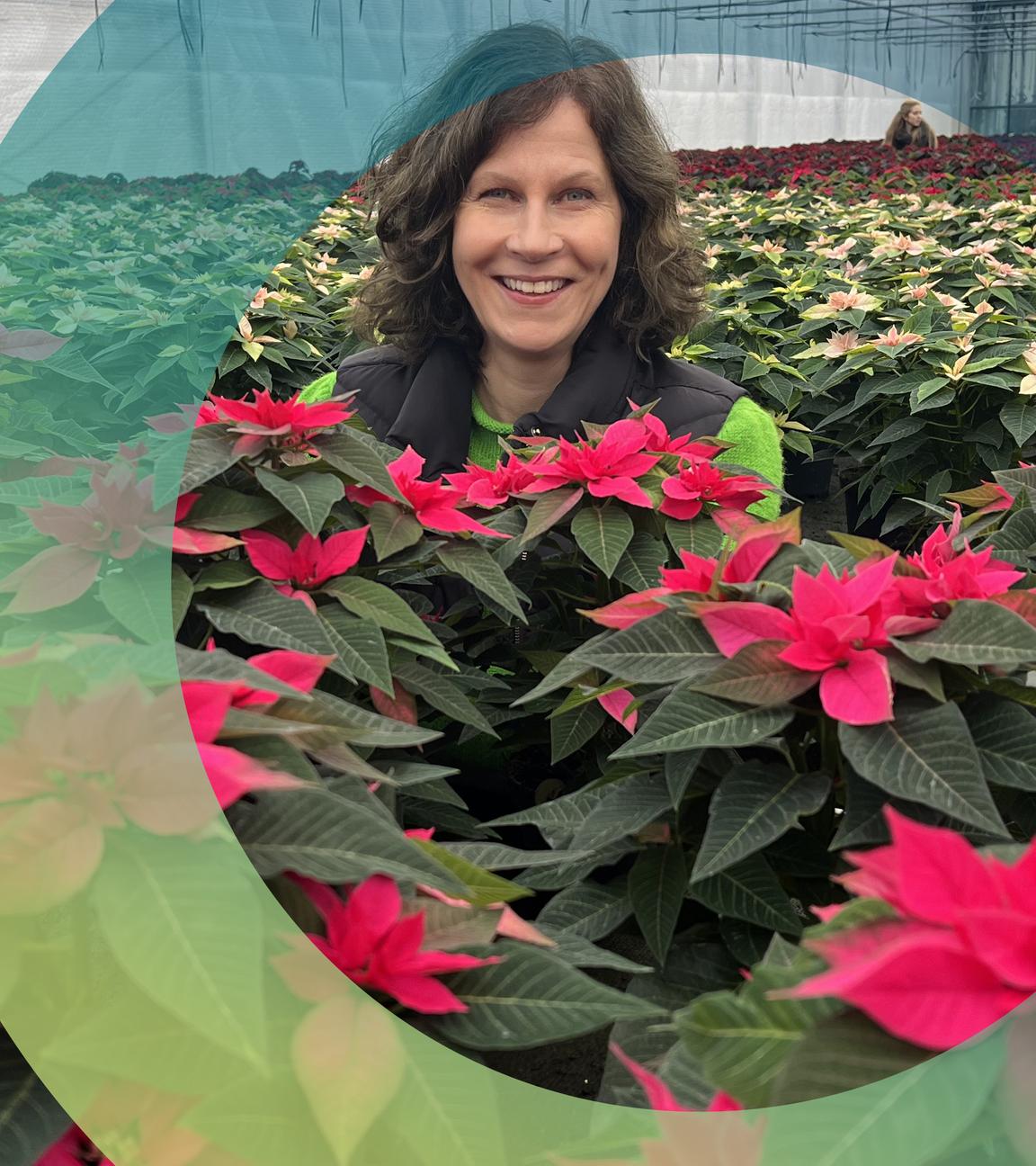 Sabine Platz im Gewächshaus mit Weihnachtssternen