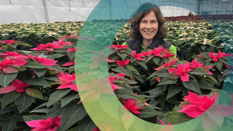 Sabine Platz im Gewächshaus mit Weihnachtssternen