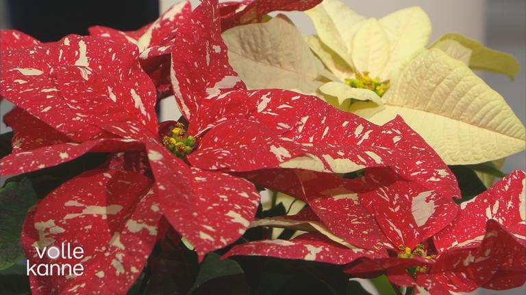Weihnachtssterne und Amaryllis - Elmar Mai gibt Pflege-Tipps