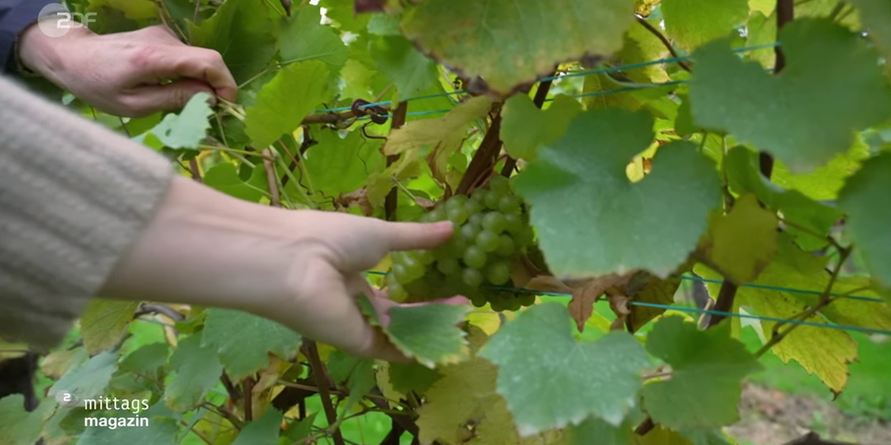 wein-belgien