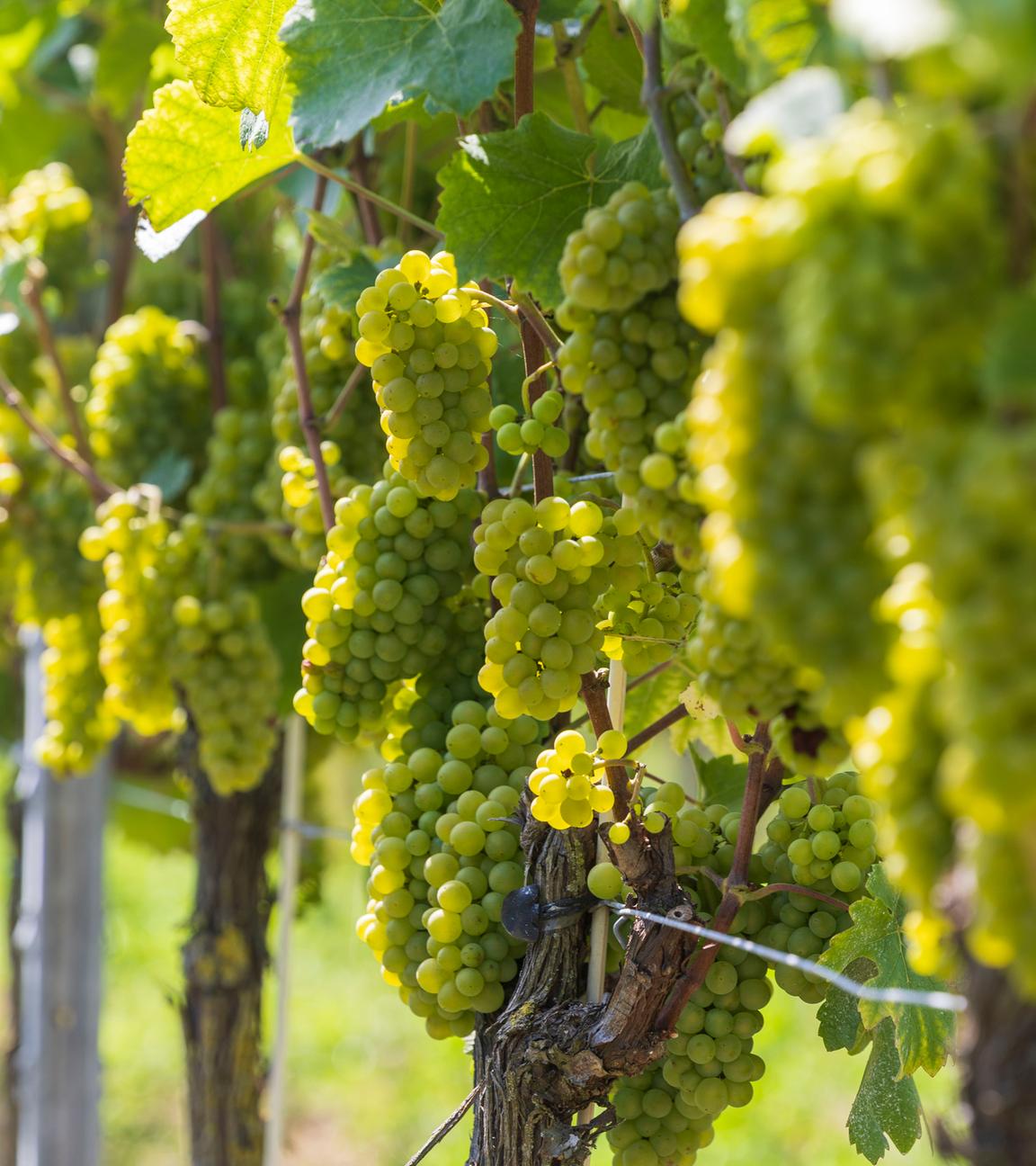 Trauben an den Reben an einem Weinberg.