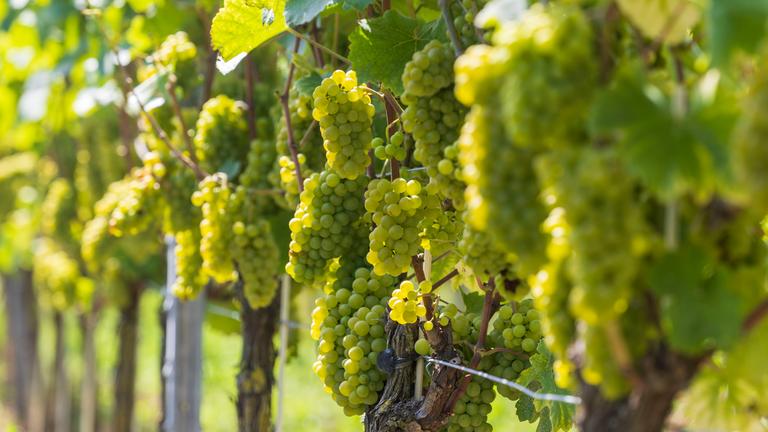 Trauben an den Reben an einem Weinberg.