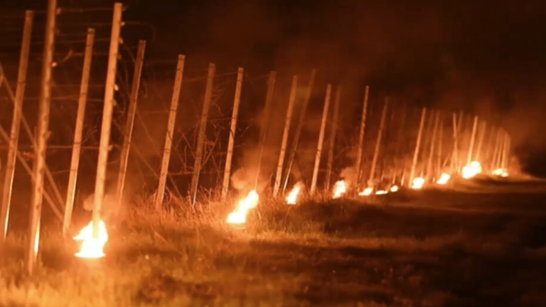 Leuchtende Weinberge als Frostschutz-Maßnahme