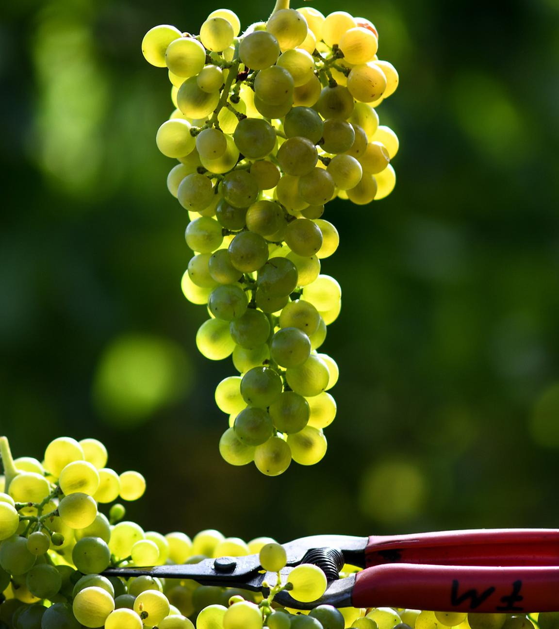 Weinernte