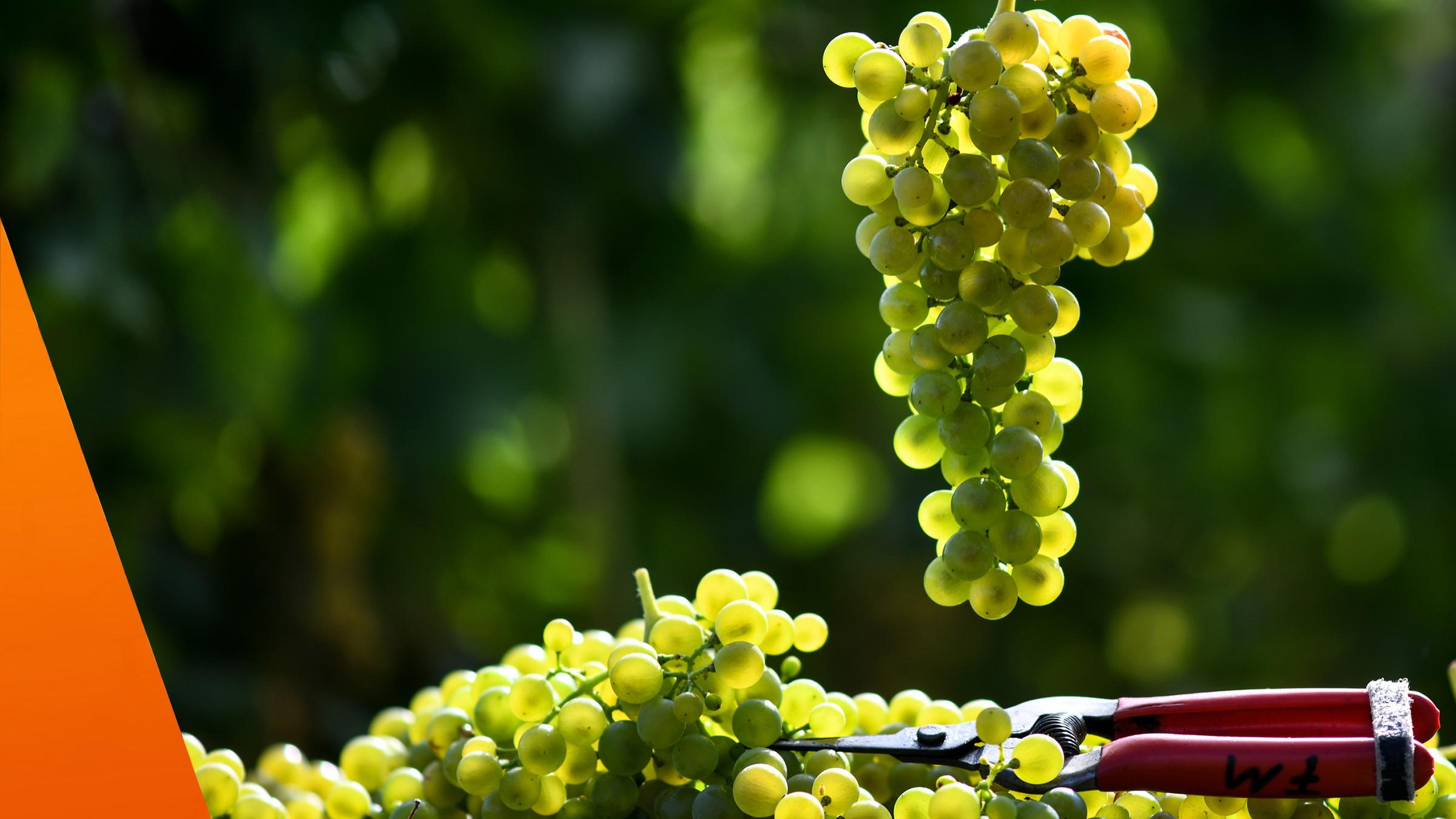 Weinernte