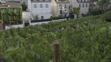Blick über Weinstöcke auf dem Montmartre in Paris, dahinter Wohnhäuser