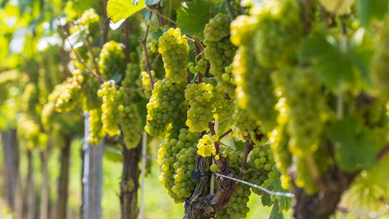 Trauben an den Reben am Weinberg vom Weingut Schloss Proschwitz Prinz zur Lippe.