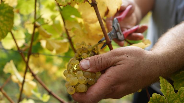 Symbolbild: Erntehelfer bei der Weinlese