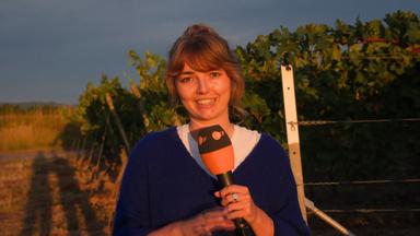 Weinlese