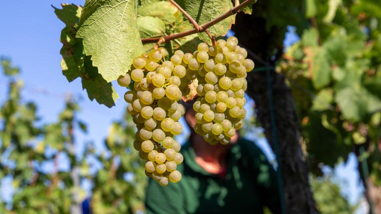 Handlese von Chardonnay-Weintrauben in der Pfalz am 15.09.2023 auf dem Weingut Norbert Groß in Meckenheim.