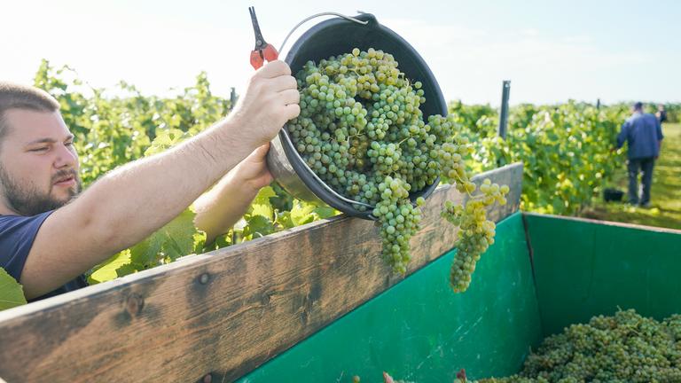 Ein Mann schüttet einen Eimer mit Weintrauben in einen Sammelbehälter
