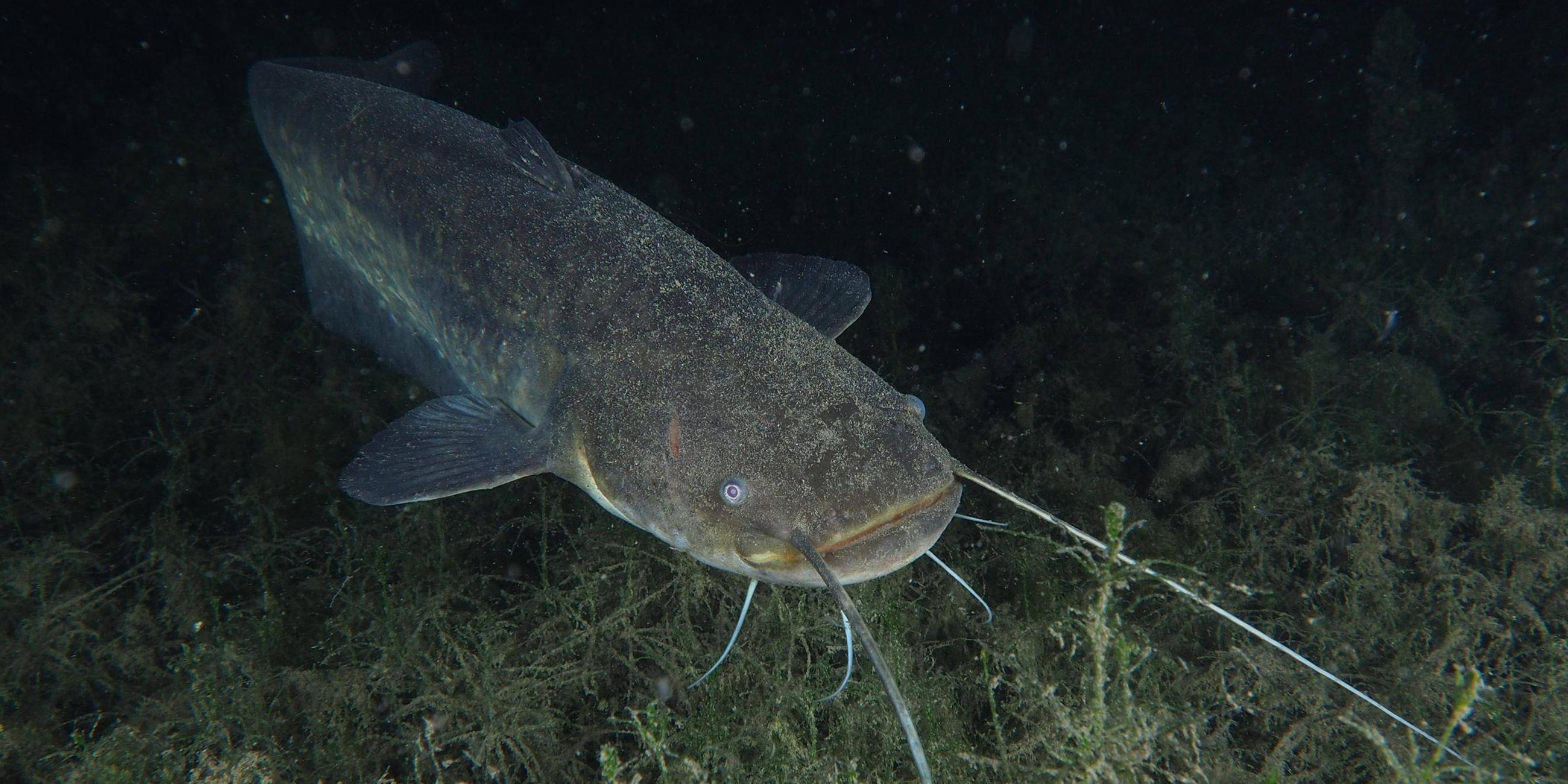 Ein Wels bei Nacht im Tauchplatz Klosterinsel des Kantons Zürich, Schweiz am 31.10.2023.