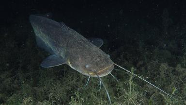 Ein Wels bei Nacht im Tauchplatz Klosterinsel des Kantons Zürich, Schweiz am 31.10.2023.