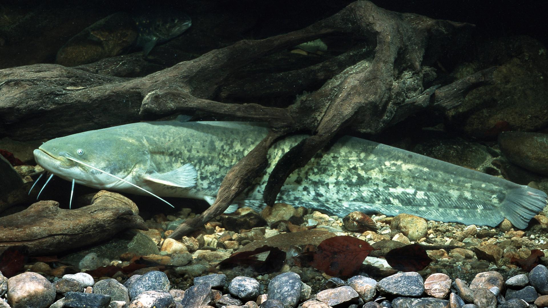 1 m langes Exemplar zwischen Totholz, Deutschland, Bayern, Chiemsee