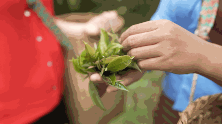 Welterbe: Chinas Teewald