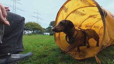Hund in der Hundeschule