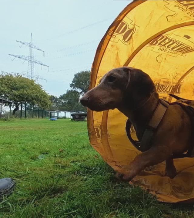 Hund in der Hundeschule