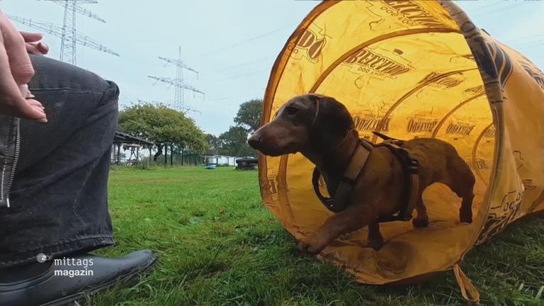Hund in der Hundeschule
