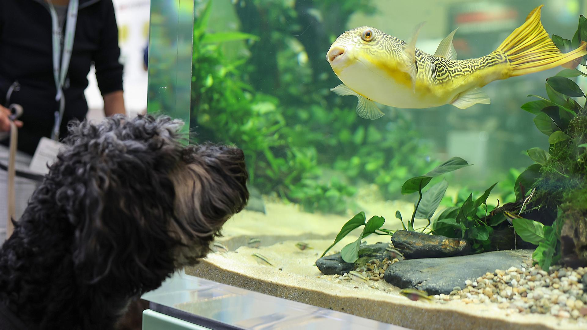 Bayern, Nürnberg: Eine Hund schaut einen Fisch in einem Auqarioum auf der Interzoo, der Weltleitmesse der Heimtierbranche, an.