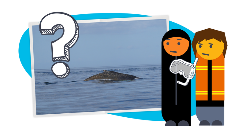 Warum Walrettung so schwer ist