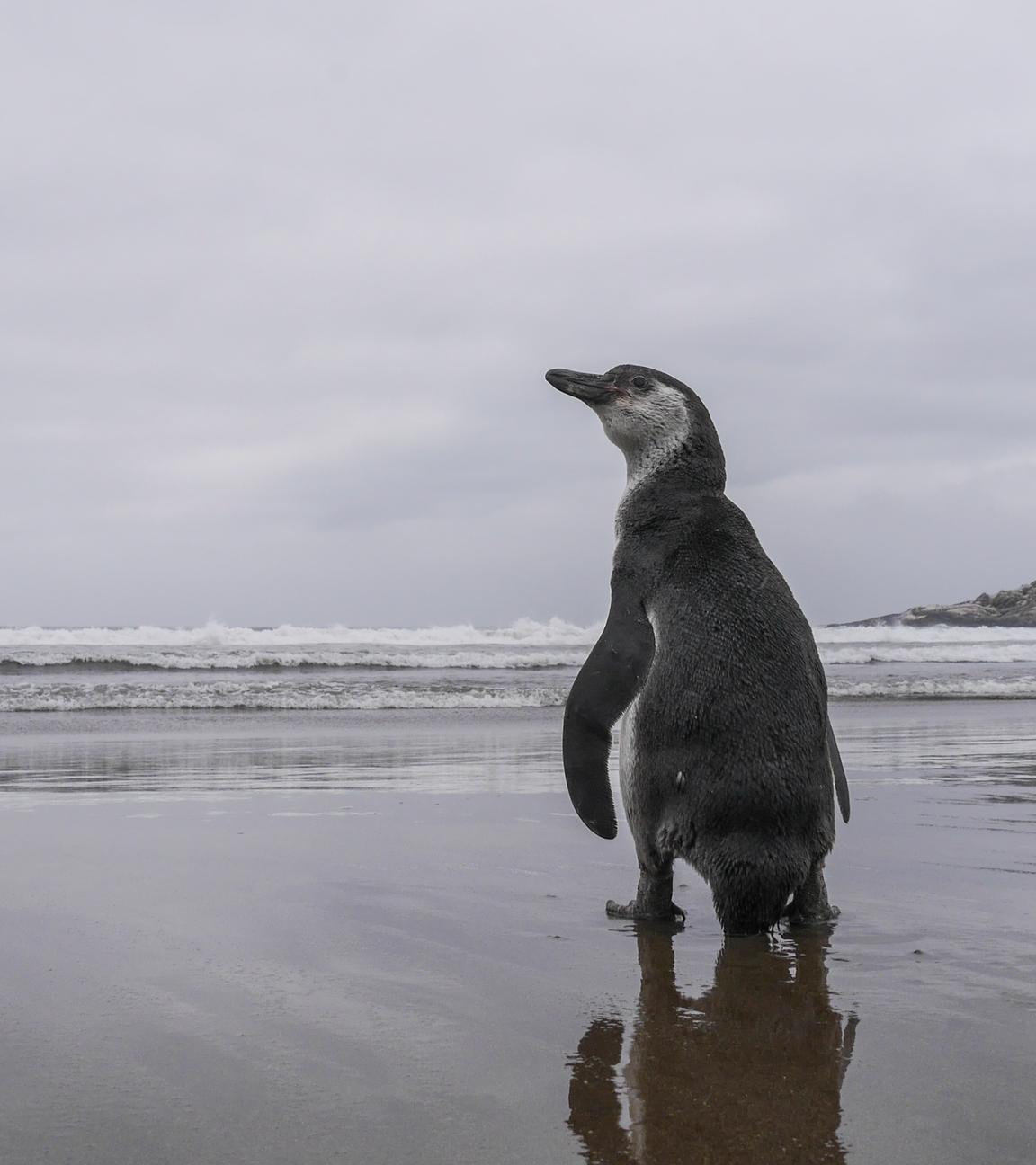 Ein Humboldt-Pinguin an der Küste