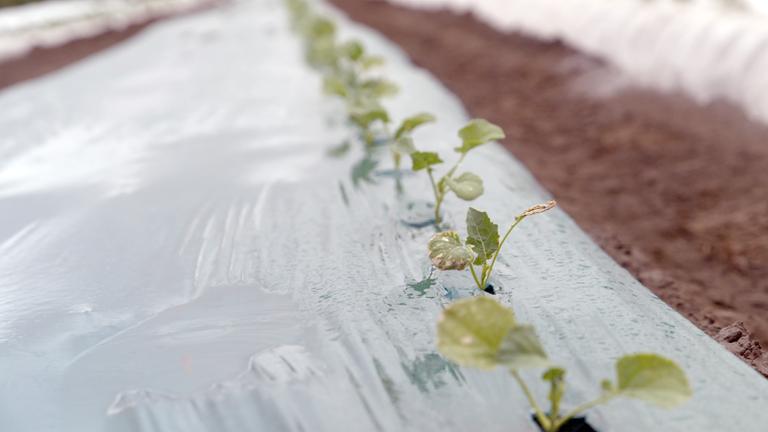 Farmer Tim Meyer bewirtschaftet in Alaska auftauende Permafrostböden