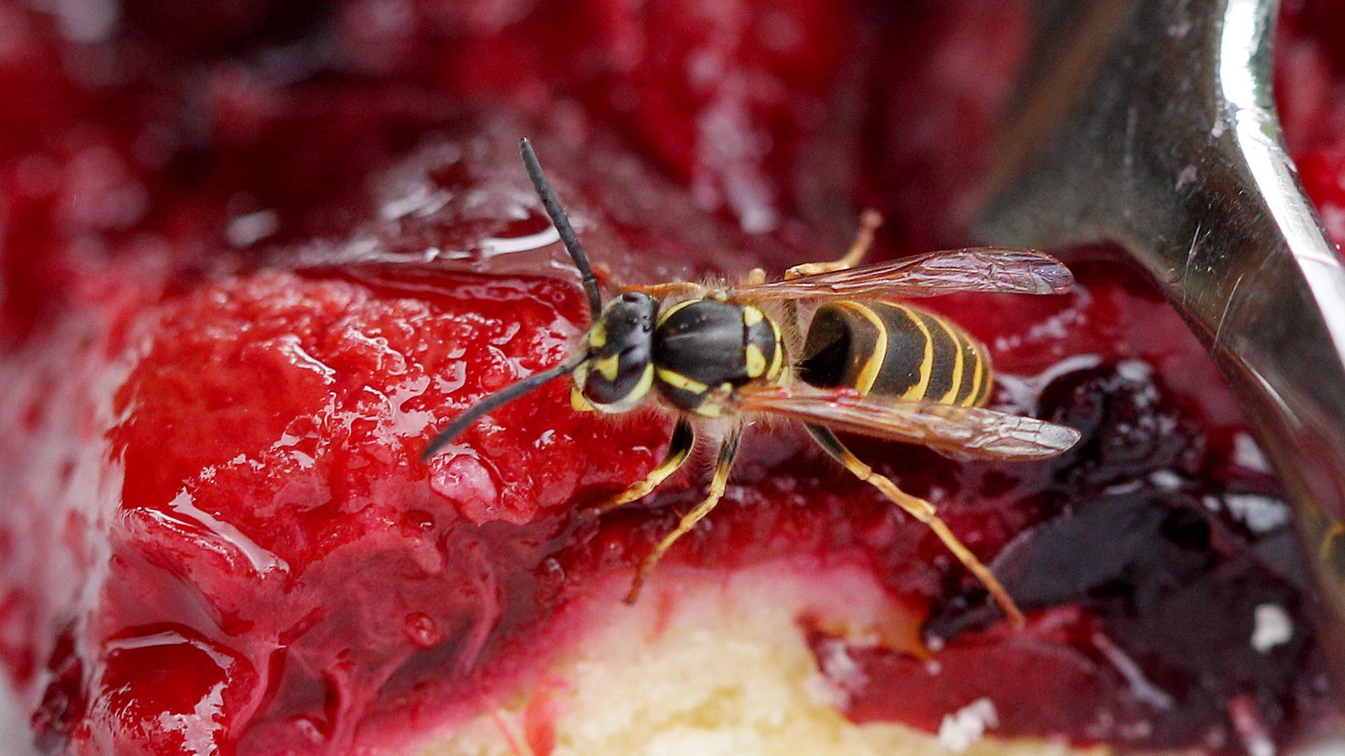 Wespe auf Obstkuchen