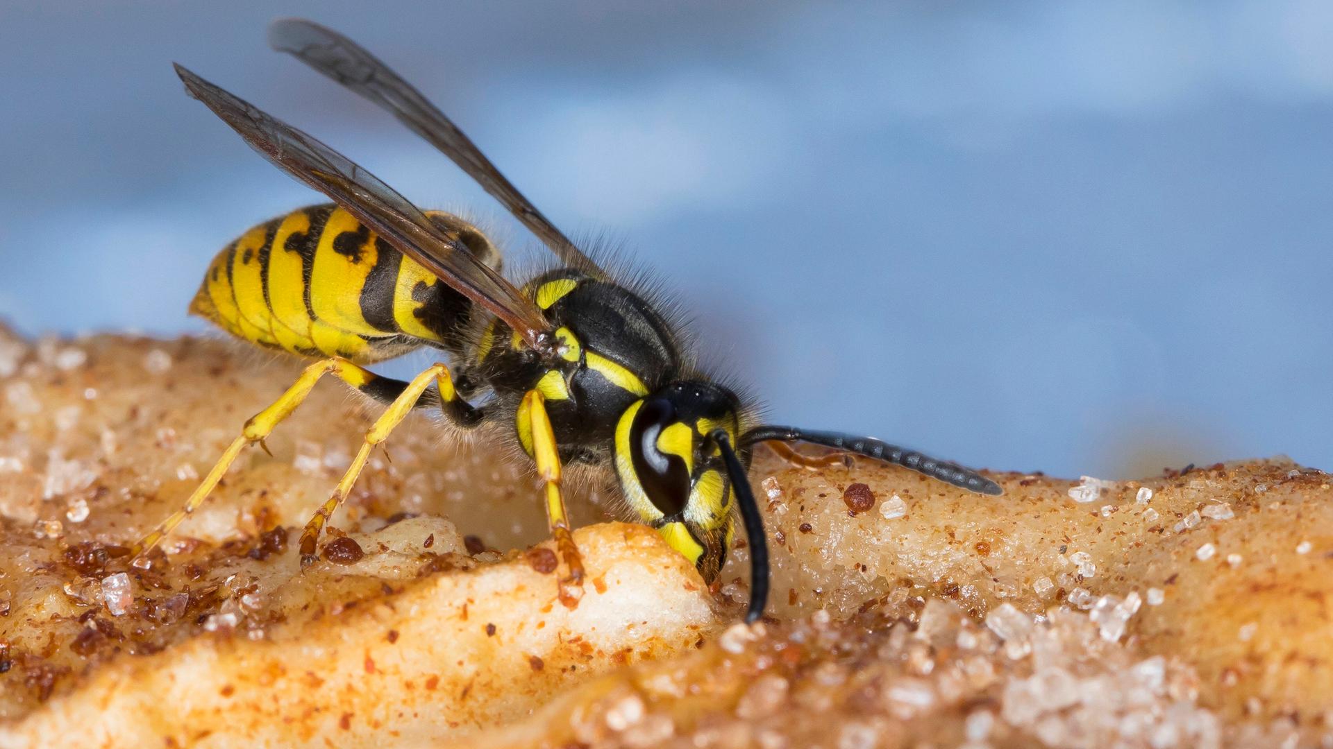 Wespe sitzt auf Kuchenstück