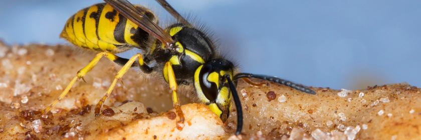 Wespe sitzt auf Kuchenstück