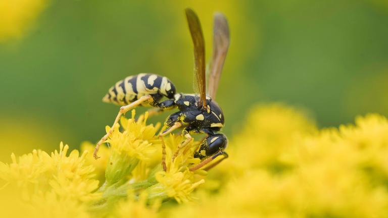 Eine französische Feldwespe sitzt auf einer gelben Blume.