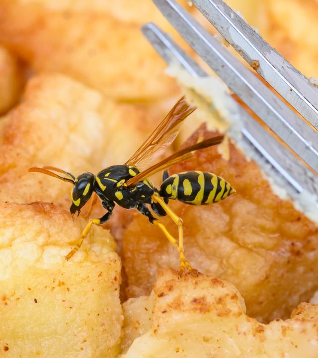 Eine Wespe sitzt neben einer Gabel auf einem Stück Apfelkuchen.