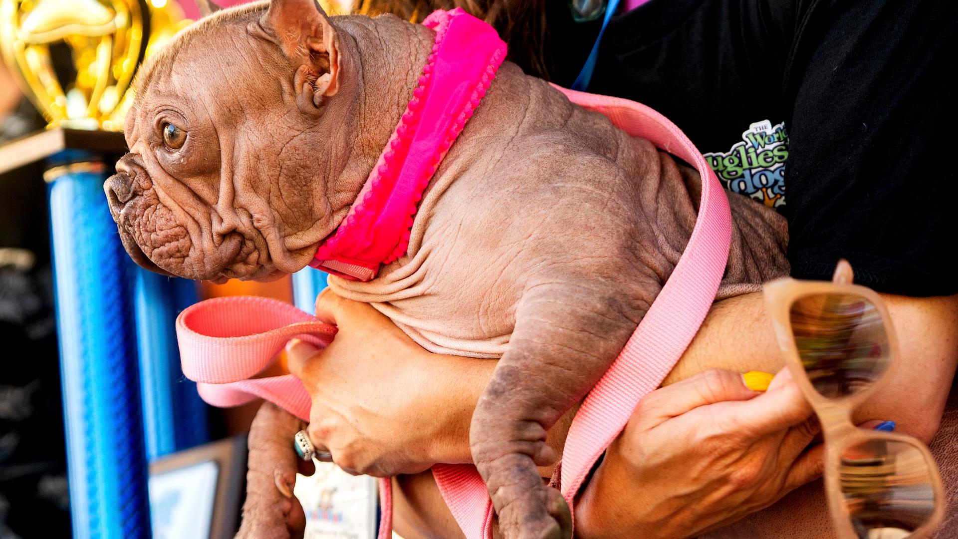 USA, Santa Rosa: Petunia wird auf auf der Sonoma County Fair von Frauchen Shannon gehalten.