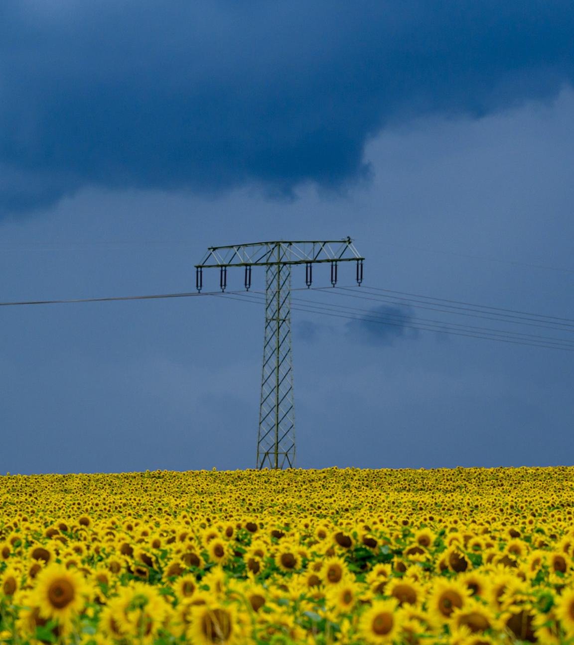Dunkle Gewitterwolken ziehen am 15.07.2025 über die Landschaft und über ein blühendes Sonnenblumenfeld im östlichen Brandenburg.
