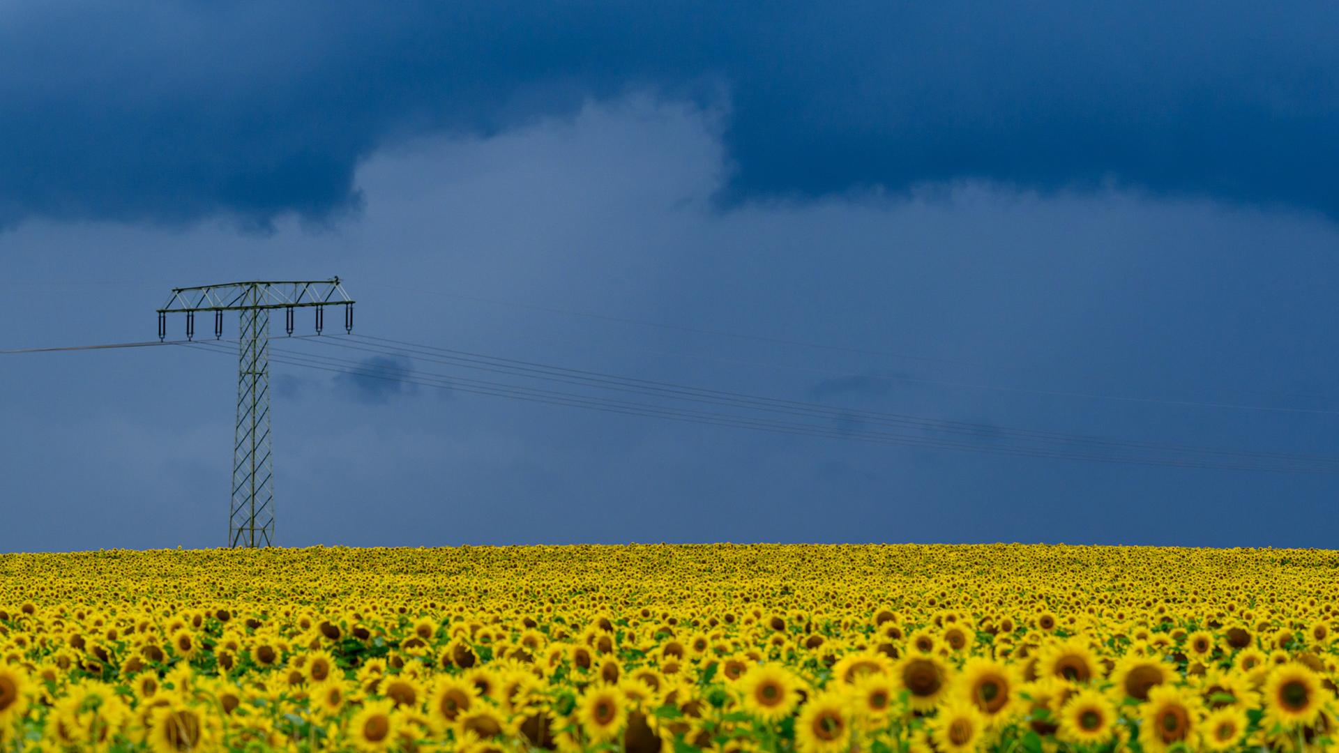 Dunkle Gewitterwolken ziehen am 15.07.2025 über die Landschaft und über ein blühendes Sonnenblumenfeld im östlichen Brandenburg.