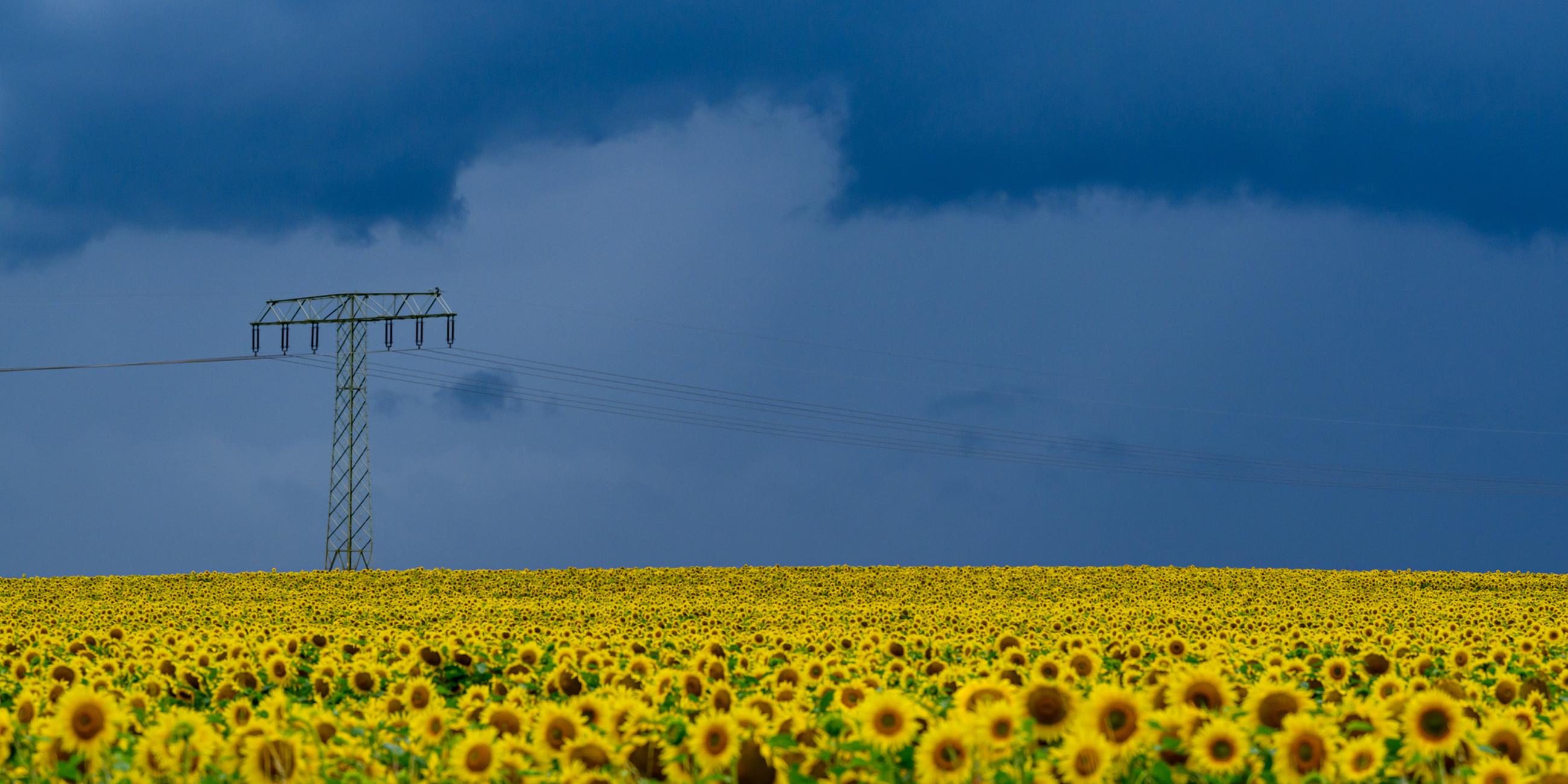 Dunkle Gewitterwolken ziehen am 15.07.2025 über die Landschaft und über ein blühendes Sonnenblumenfeld im östlichen Brandenburg.