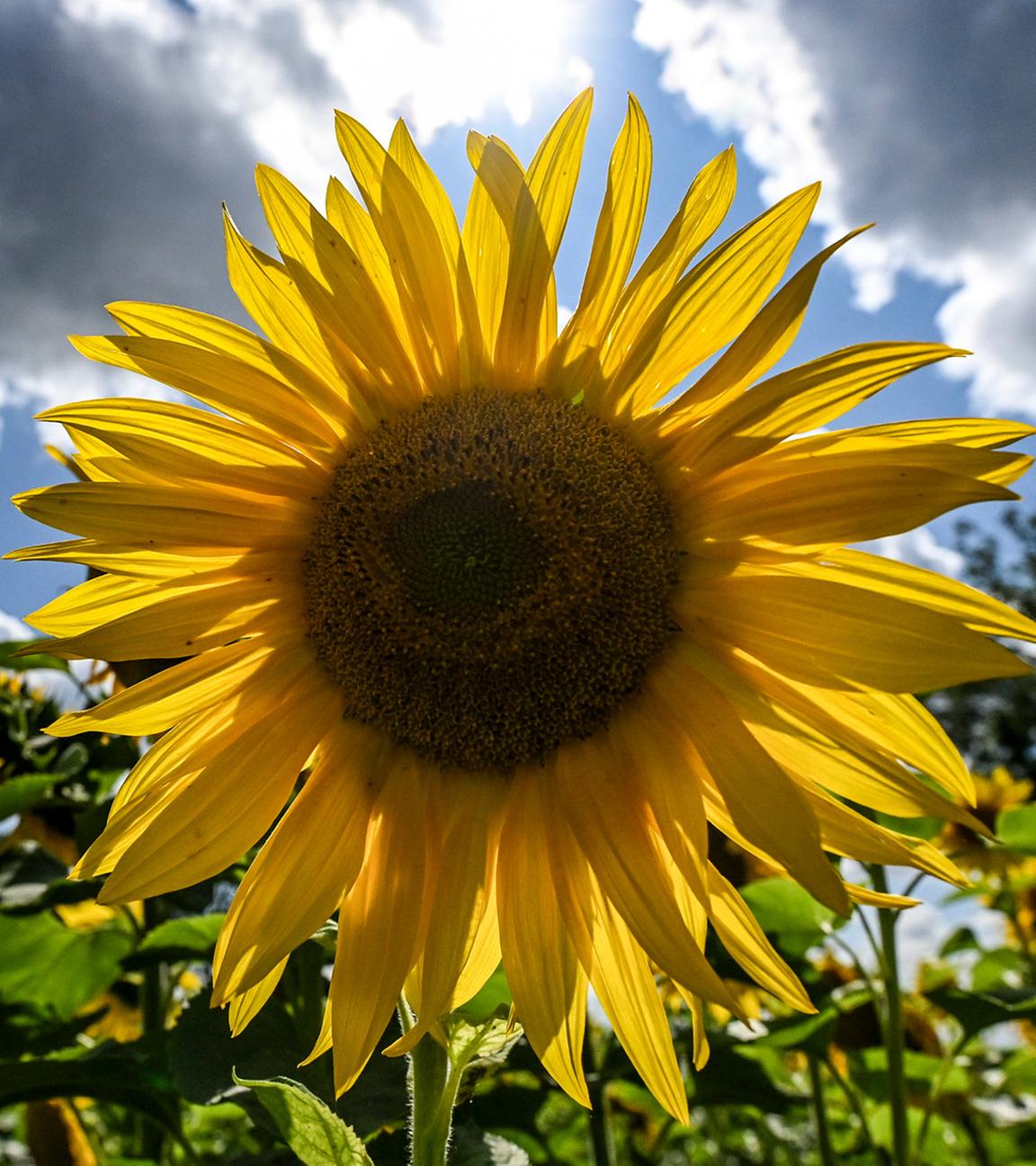 Sonnenblumen blühen bei Sonnenschein und einigen Wolken auf einem Feld bei Menz am Stechlinsee.