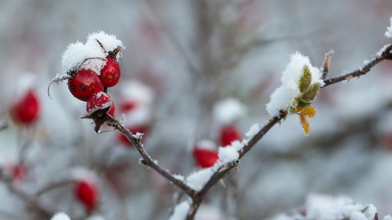 Baden-Württemberg, Pfronstetten: Schnee liegt am Morgen auf der Schwäbischen Alb auf einem Hagebuttenstrauch mit seinen roten Früchten.