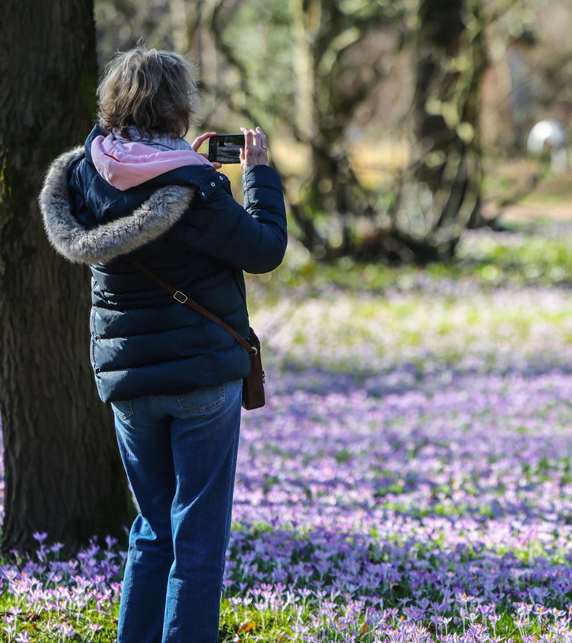  Ein Frau fotografiert in der Flora eine Wiese mit Krokussen.