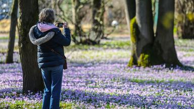 20 Grad und mehr: Frühling schickt Vorboten