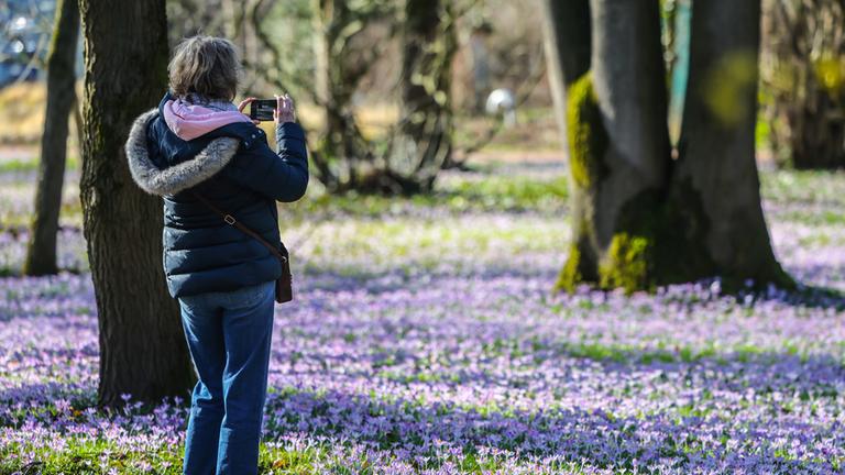  Ein Frau fotografiert in der Flora eine Wiese mit Krokussen.