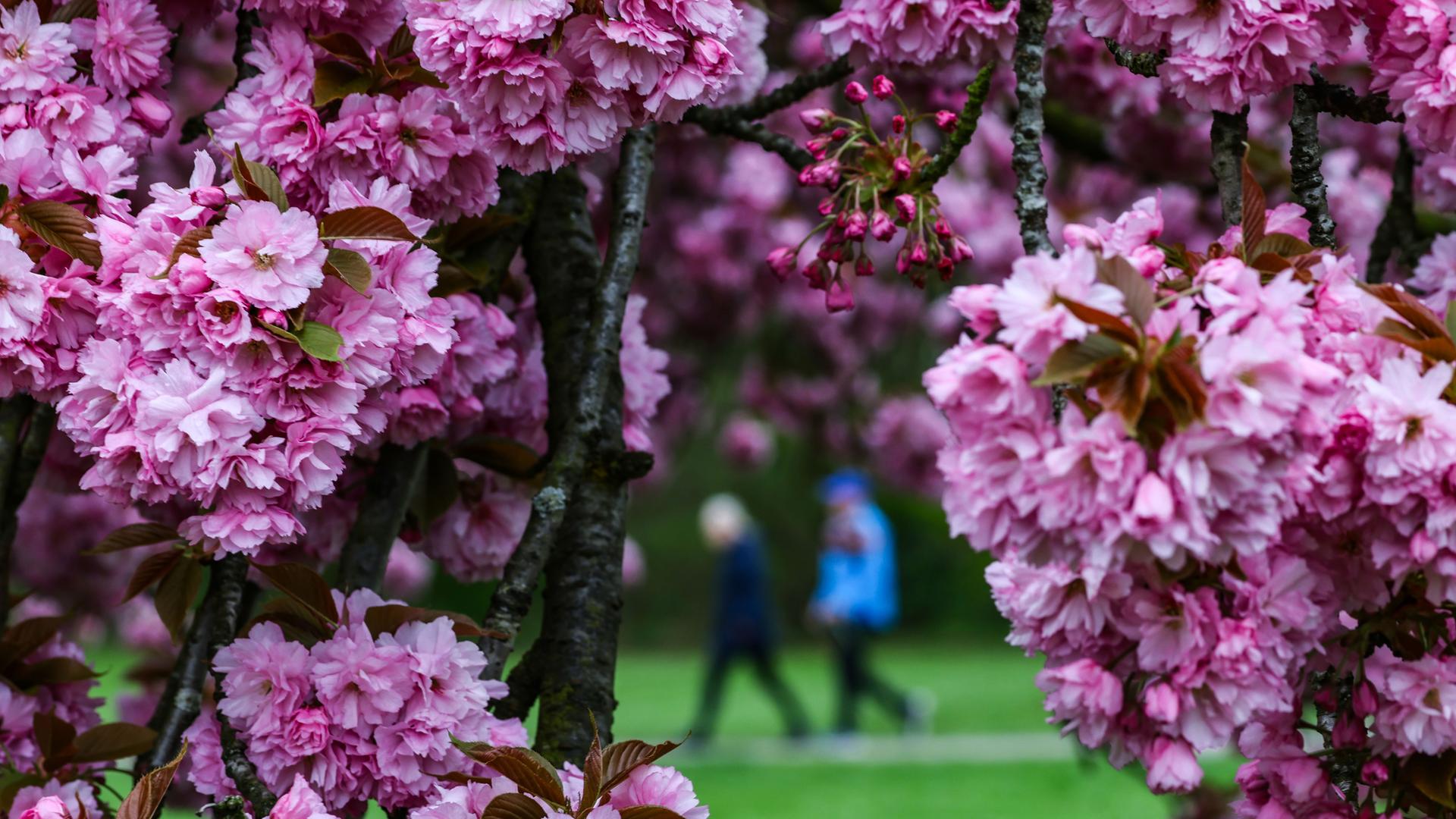 Spaziergänger gehen an einem blühenden Kirschbaum vorbei. 