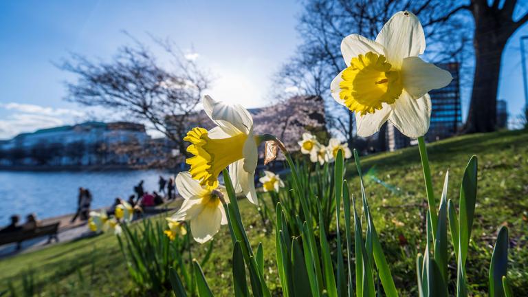 Gelbe Narzissen blühen am Ufer der Hamburger Binnenalster.