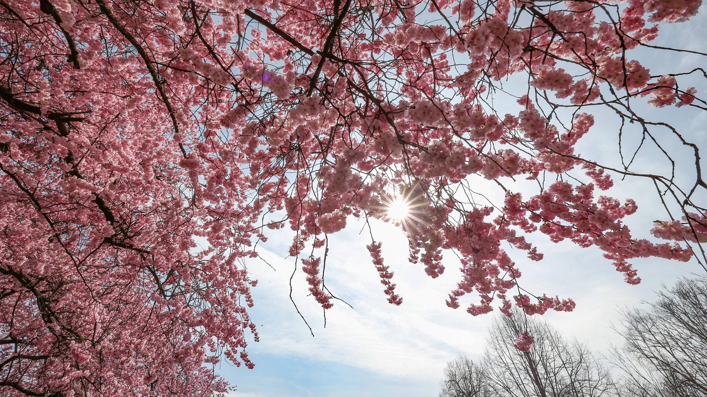 Die Sonne strahlt durch eine Kirschblüte am 24.03.2026 in Siegen, Deutschland.