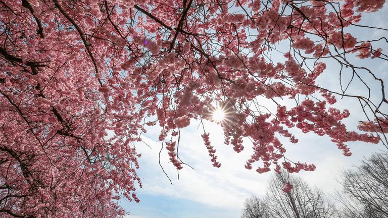Die Sonne strahlt durch eine Kirschblüte am 24.03.2026 in Siegen, Deutschland.