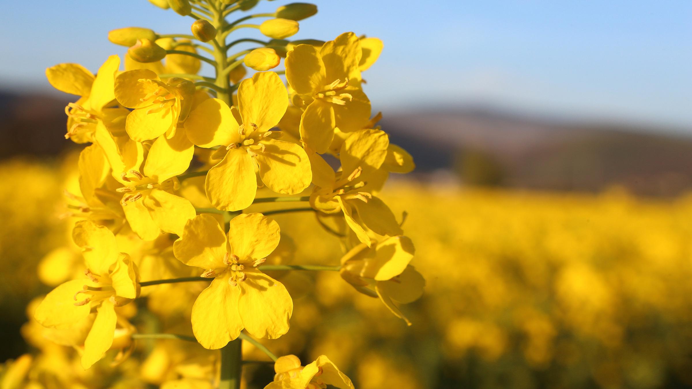 Sonnengelbe Rapsblüte auf einem Feld im Harz.